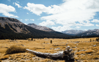 Elle Magazine: Cole Sprouse Launched a Photography Website – Proceeds from Sales Support Environmental Groups