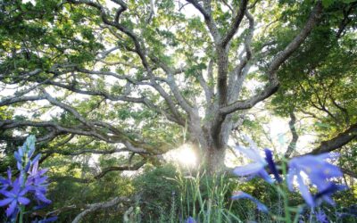 New Organization Launched to Fill Critical Funding Gaps for Protecting Endangered Ecosystems in Canada, Including Old-Growth Forests in BC