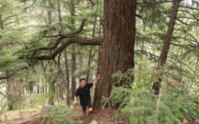 National Observer: Conservation group buys stand of majestic old-growth as gift for First Nation