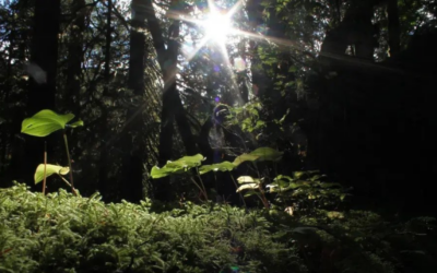 Ha-Shilth-Sa: Mowachaht / Muchalaht awarded $15 Million to Protect Old Growth and Salmon