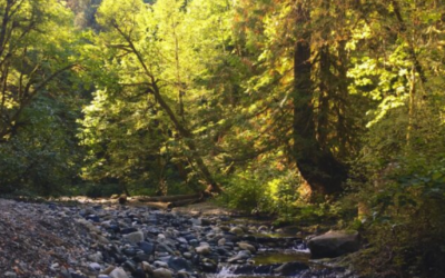 Vancouver Island organisations receive watershed funding support
